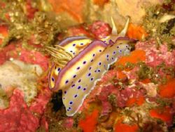 Nudibanch - Taken at Cathedral dive site in Anilao Batang... by Arthur Castillo 